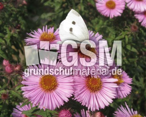 Herbstastern 016.jpg